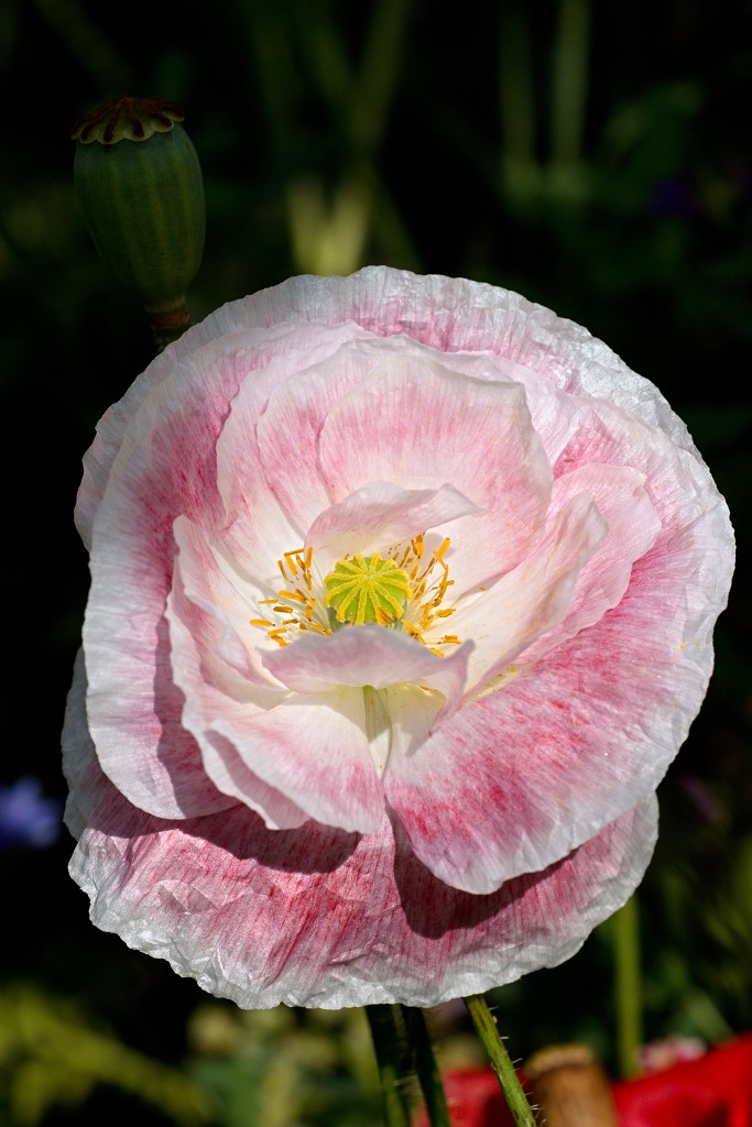 bloemen bloem hdr natuur flora roos rozen tulp tulpen orchidee orchideeen zonnebloem geranium cannabis marihuana wiet hennep sativa indica